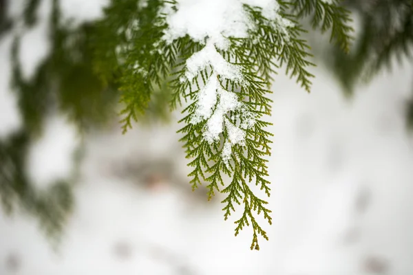 Snow covered of thuja branch. Close up. — Stock Photo, Image