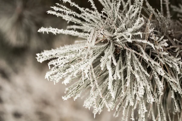 Pine branch in hoarfrost on a cold day. — Stock Photo, Image