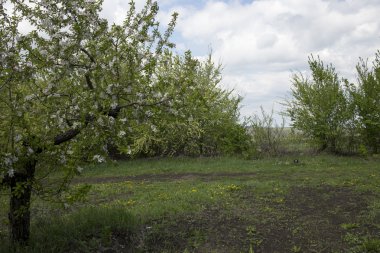 Bahar elma bahçesi.