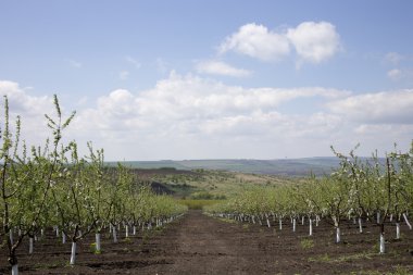 Bahar elma bahçesi.