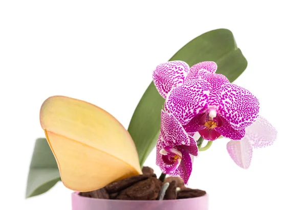 Beautiful blooming home flowers orchids. — Stock Photo, Image