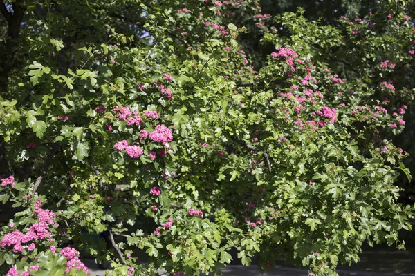 Buisson en fleurs dans le parc . — Photo