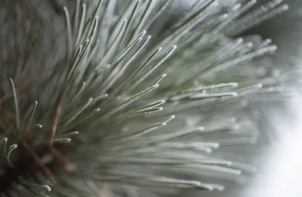 Pine tree needles on winter closeup. — Stock Photo, Image