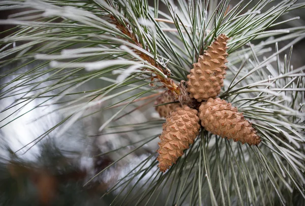 Pine cones and branches. — Stock Photo, Image