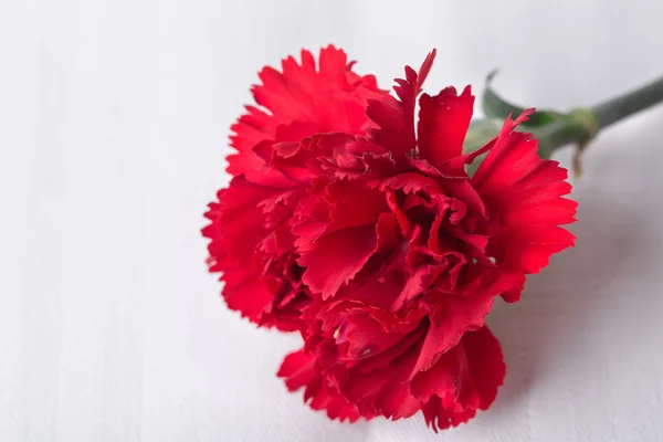 Bela flor cravo vermelho . — Fotografia de Stock