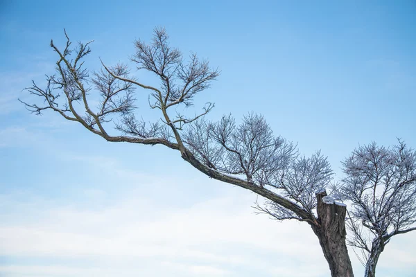 Ramos de árvores geladas no inverno . — Fotografia de Stock