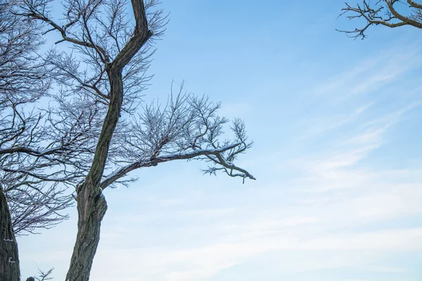 Gałęzie drzewa mroźny zimą. — Zdjęcie stockowe