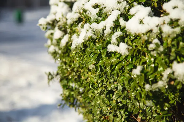 Árbol de boj cubierto de nieve . —  Fotos de Stock