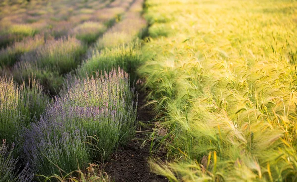 Beautiful lavender and wheat field closeup. — Stock Photo, Image