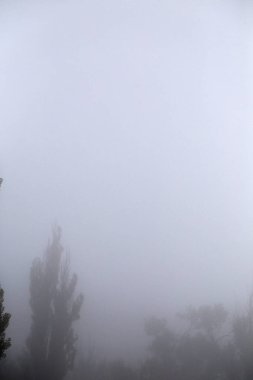 Sisin içinden görünen ağaç tepesinin silueti. Metin için bir sürü boş alan.