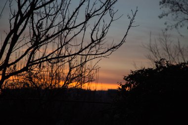 Sabahın köründe bir ağacın silueti. Ön plan odaklı ve arkaplan bulanık.