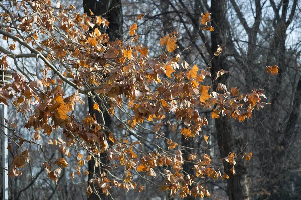 Yellow Orange Dry Autumn Leaves Branch Located Backdrop Gloomy Forest — Stock Photo, Image