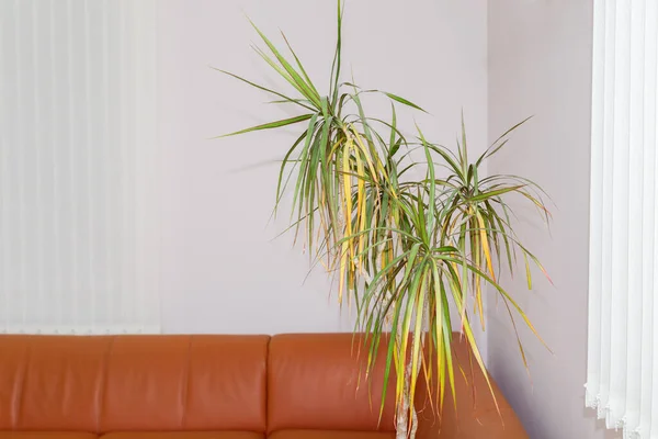 Stylish Sofa Palm Color Wall Room Modern Design Trend 2021 — Stock Photo, Image