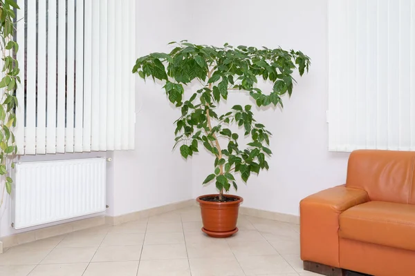 Renkli Bir Duvara Karşı Tencerede Bir Kanepe Bir Incir Ağacı — Stok fotoğraf