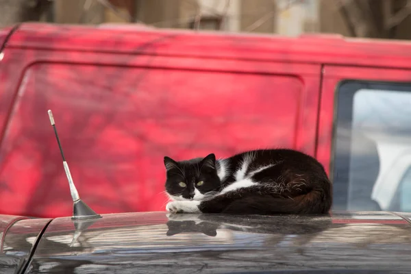 The black and white cat lies on the car. From the life of street cats.