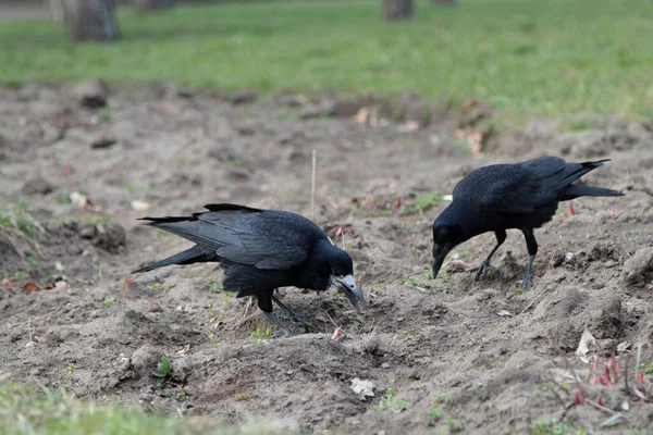 Two Crows Eat Meadow Early Spring All Happening City Park — Foto Stock