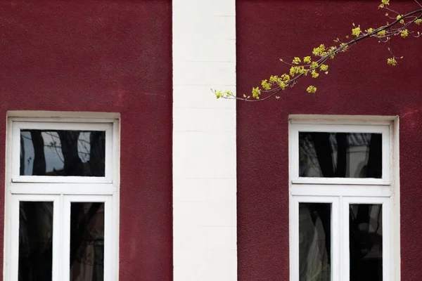 Blooming Branch Burgundy Wall House Early Spring — Stock Photo, Image