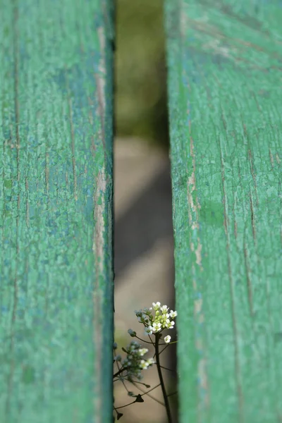 White Flower Two Old Boards Close Grass Boards Blurred Royalty Free Stock Photos