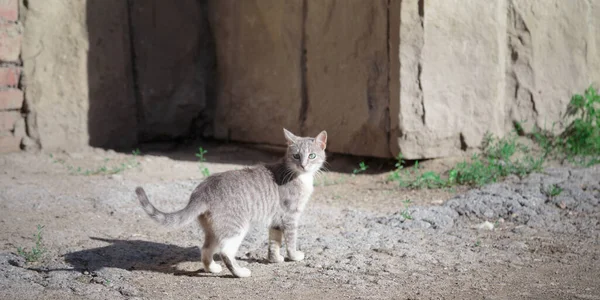 Gato Camina Por Calle Por Mañana Esta Vida Los Animales — Foto de Stock