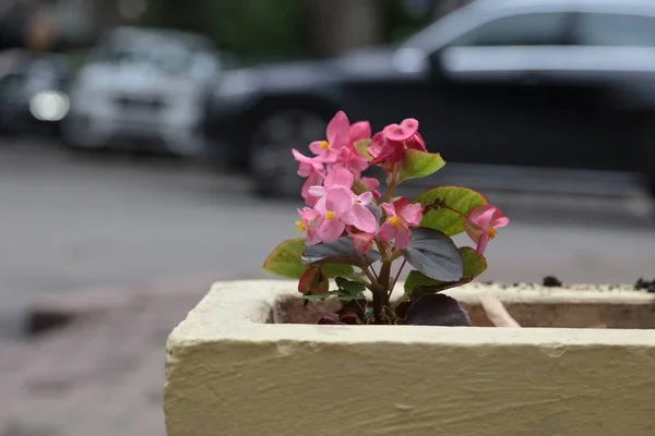 Lit Fleurs Béton Sur Trottoir Nature Ville Gros Plan — Photo