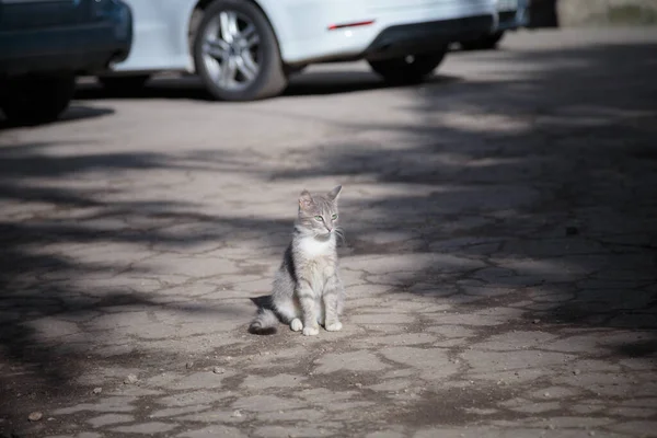 Gato Caminha Pela Rua Manhã Esta Vida Dos Animais Rua — Fotografia de Stock