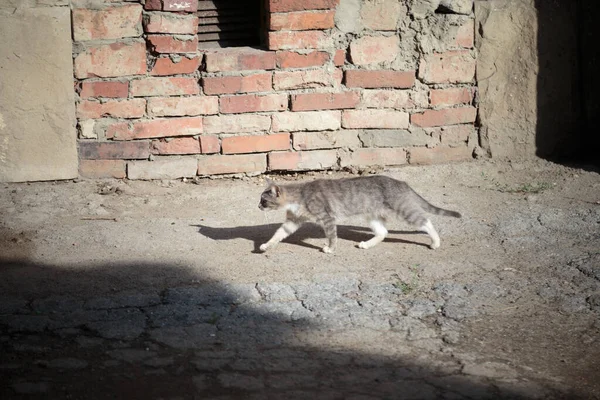 Katten Går Nerför Gatan Morgonen Det Här Livet För Gatudjur — Stockfoto