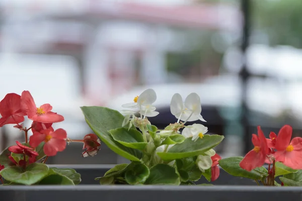 赤と白の頭状花を咲かせます 彼らは長方形の花の鍋にあります 背景がぼけている — ストック写真