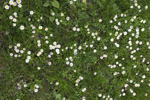 ベリス ペレニスの美しい花畑 この画像は背景として使用できます — ストック写真