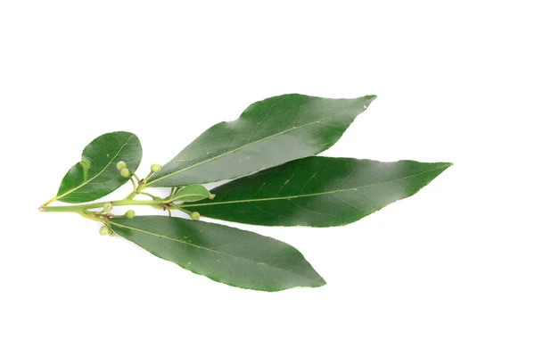 Hoja de laurel fresca y verde — Foto de Stock