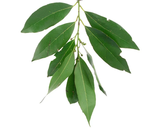 Świeże i zielony liść laurowy — Zdjęcie stockowe