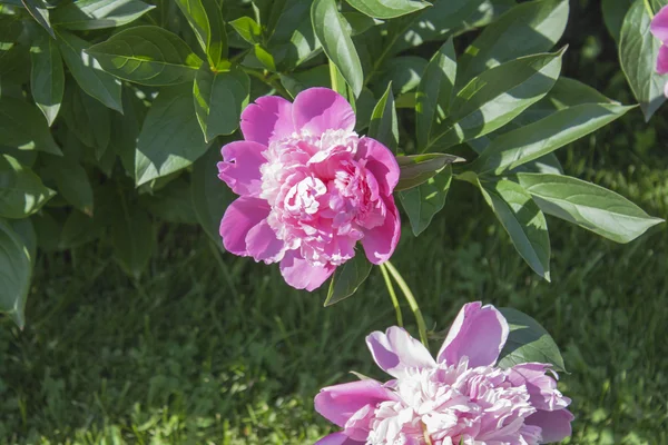 Peonia splendida in piena fioritura. — Foto Stock