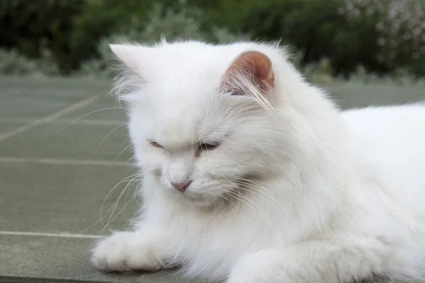 Gato blanco goloso . — Foto de Stock