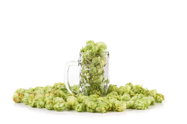 Hopfen im Glas Bier — Stockfoto