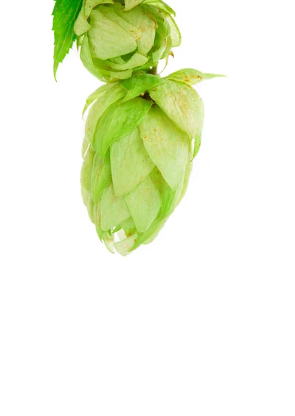 Hop gröna blomblad. — Stockfoto