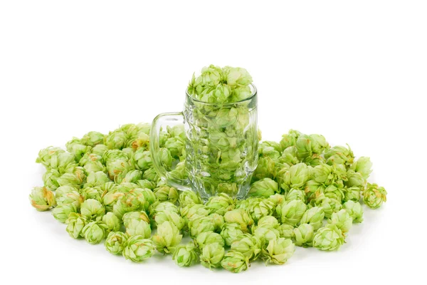 Green hop in mug — Stock Photo, Image