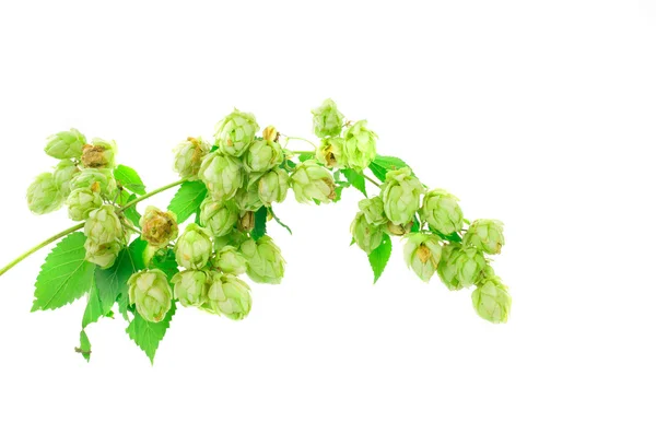 Hopfenblume grüne Blütenblätter. — Stockfoto