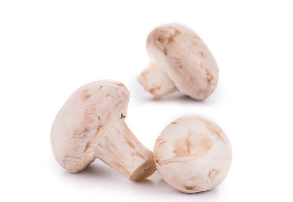 Brown champignon mushrooms. — Stock Photo, Image