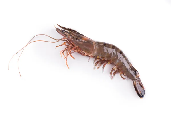 Fresh Shrimp — Stock Photo, Image