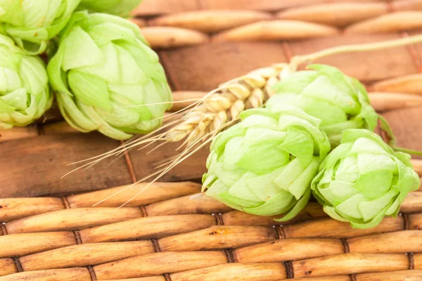 Luppolo verde e spighe di grano . — Foto Stock