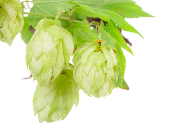 Hopfen auf weiß — Stockfoto