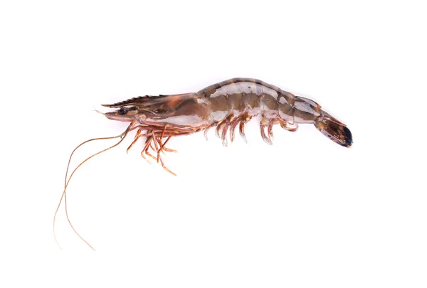 Fresh tiger shrimp — Stock Photo, Image