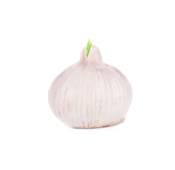Onion close up. — Stock Photo, Image