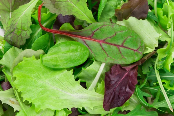 Mix salad. — Stock Photo, Image