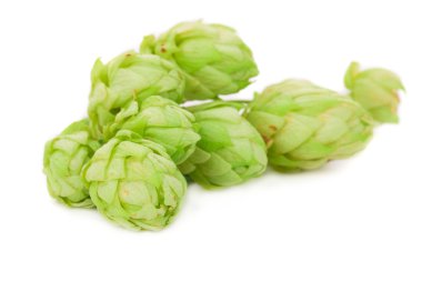 güzel taze şerbetçiotu.