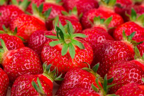 Verse rode aardbeien — Stockfoto