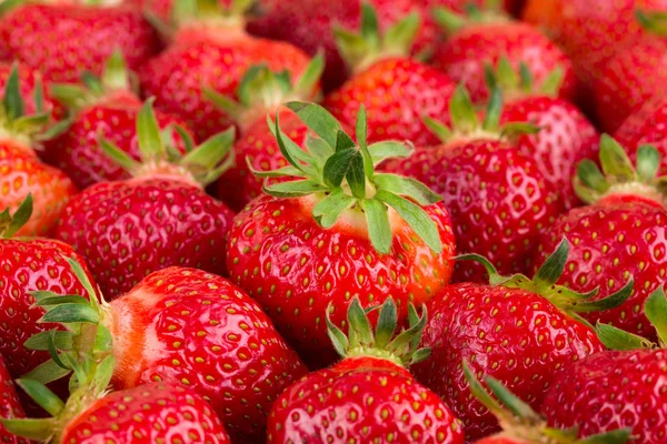 Verse aardbeien — Stockfoto