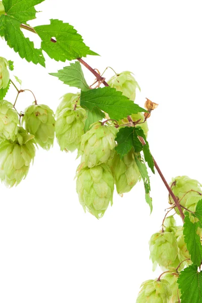 Beautiful fresh hops. — Stock Photo, Image