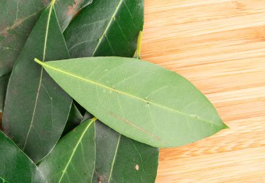 narenciye yapraklarda Şubesi.