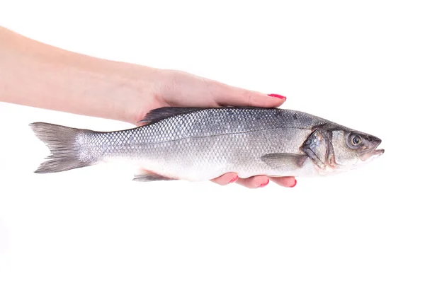 Close up of hand holding fresh seabass fish. — Stock Photo, Image