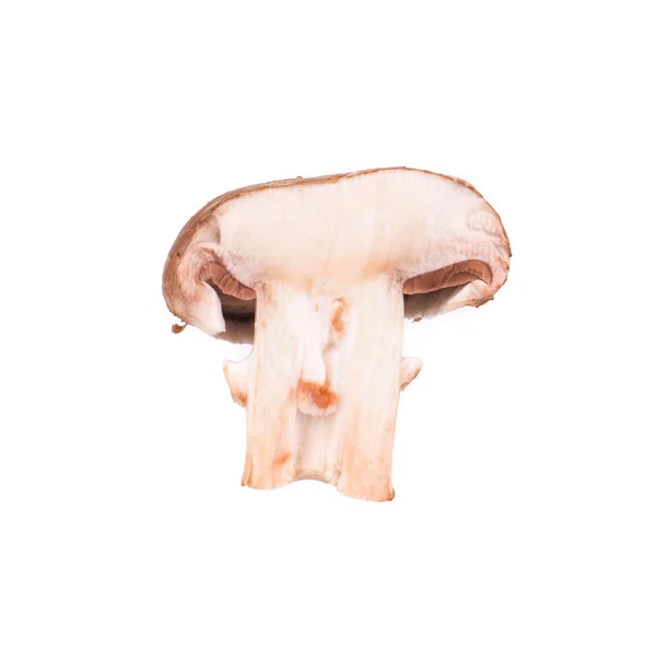 White mushroom close up. — Stock Photo, Image